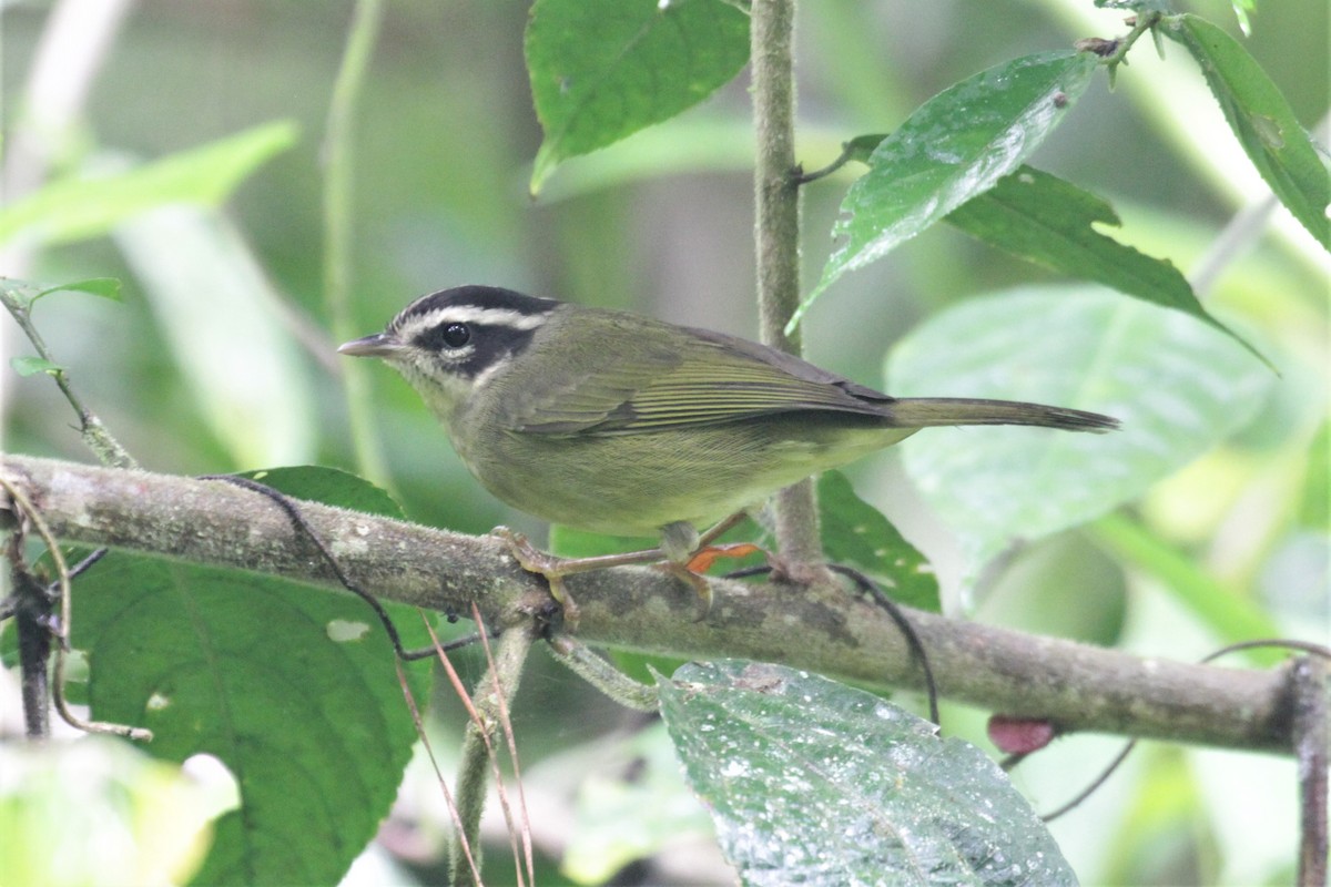 Three-striped Warbler - Charles Davies