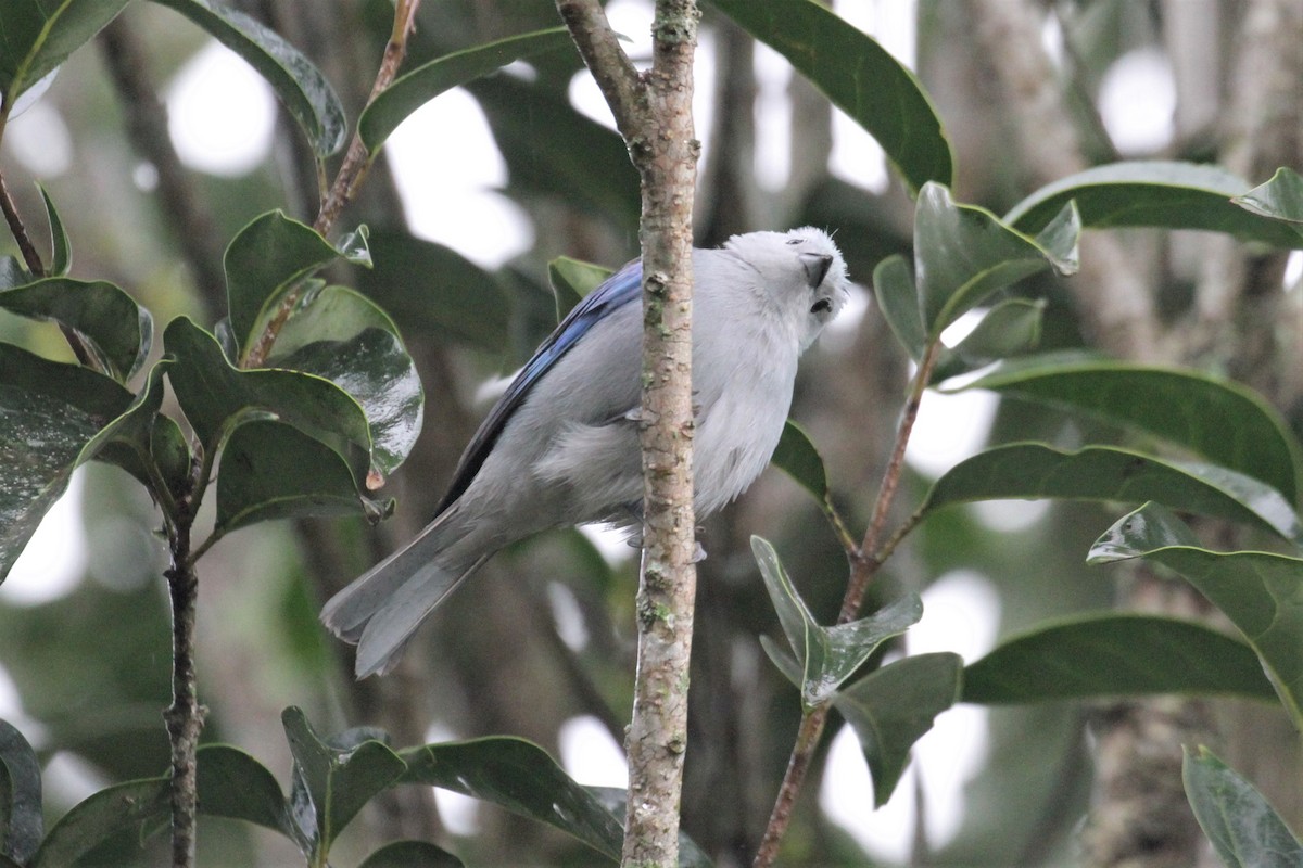 Blue-gray Tanager - ML78269571