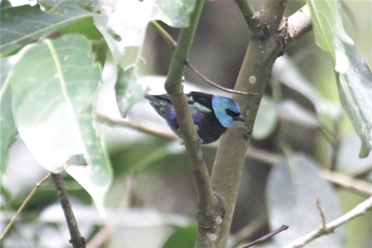 Blue-necked Tanager - ML78269621