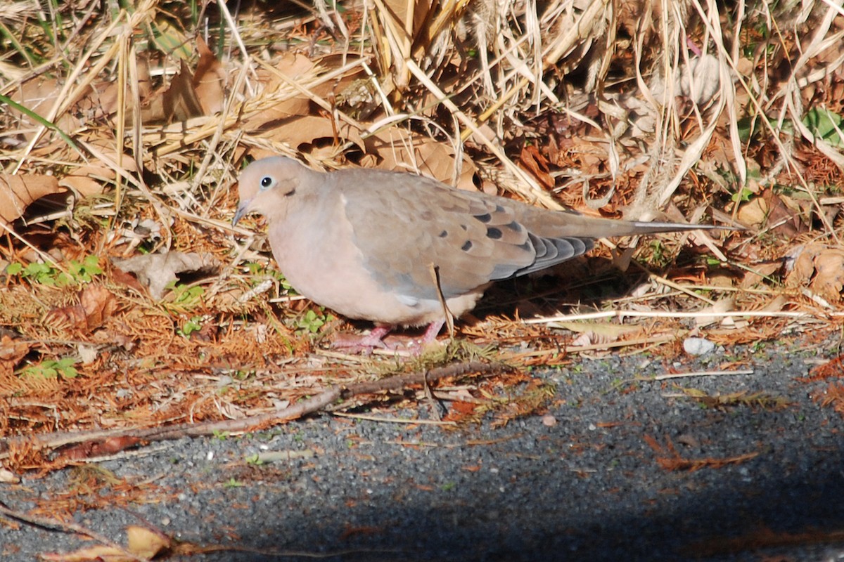 Mourning Dove - ML78269651