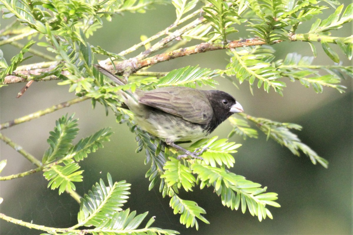 Yellow-bellied Seedeater - ML78269761