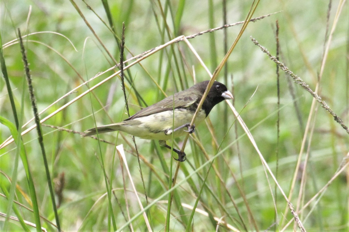 Yellow-bellied Seedeater - ML78269771