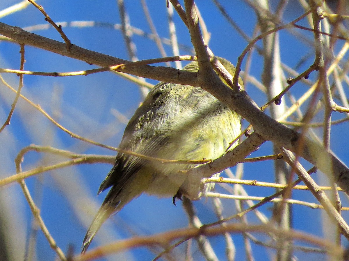 Lesser Goldfinch - ML78270181