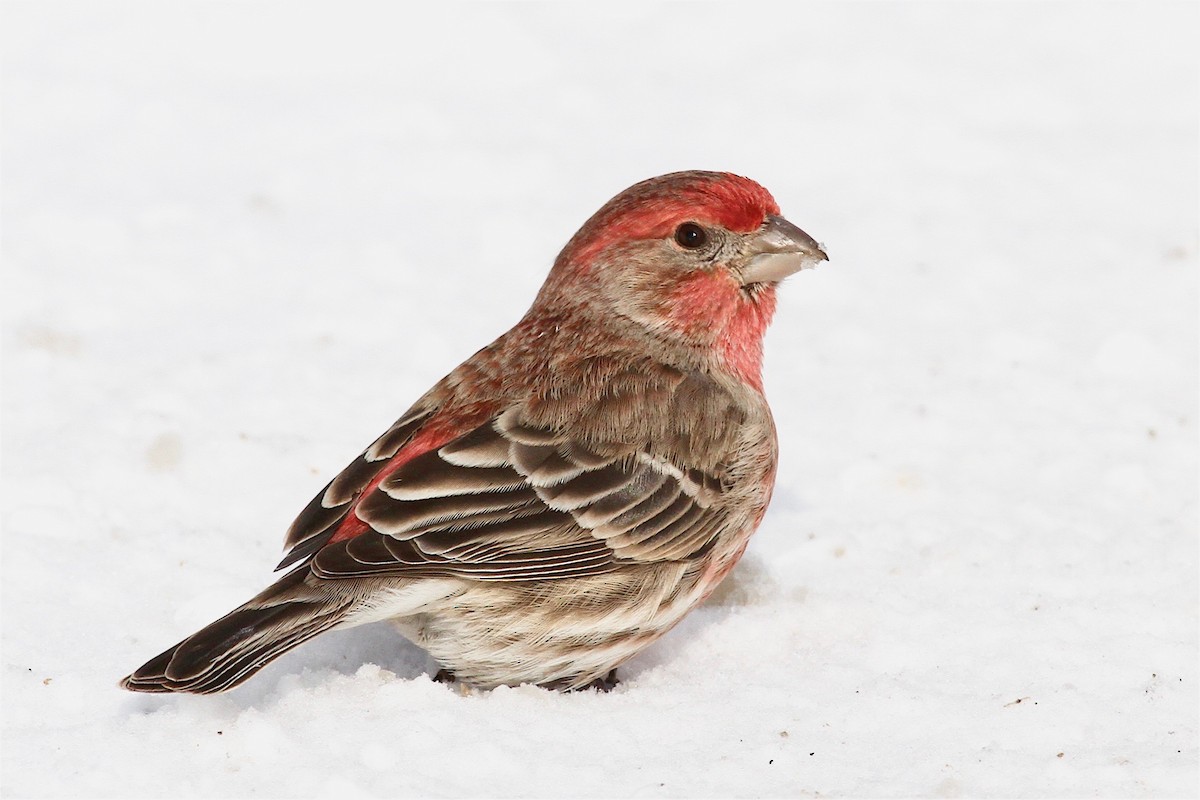 House Finch - ML78270621