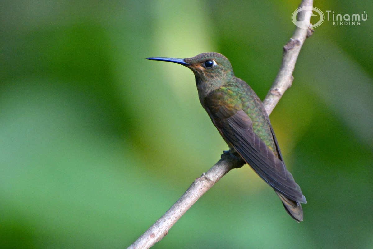 kolibřík hnědobřichý - ML78271271