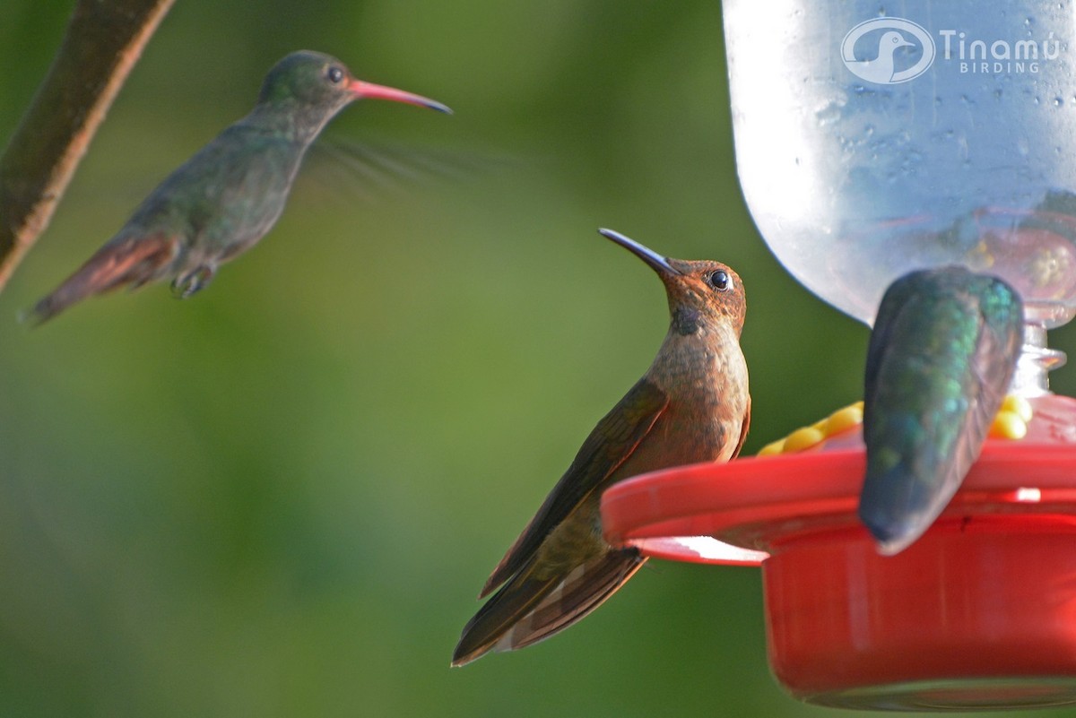 Fawn-breasted Brilliant - ML78271281