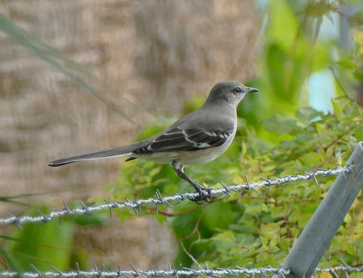 Northern Mockingbird - ML78271491