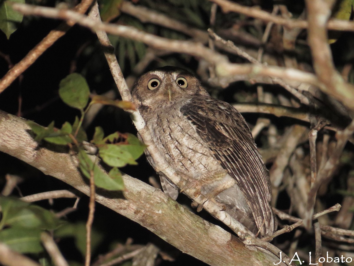 Middle American Screech-Owl - ML78271671