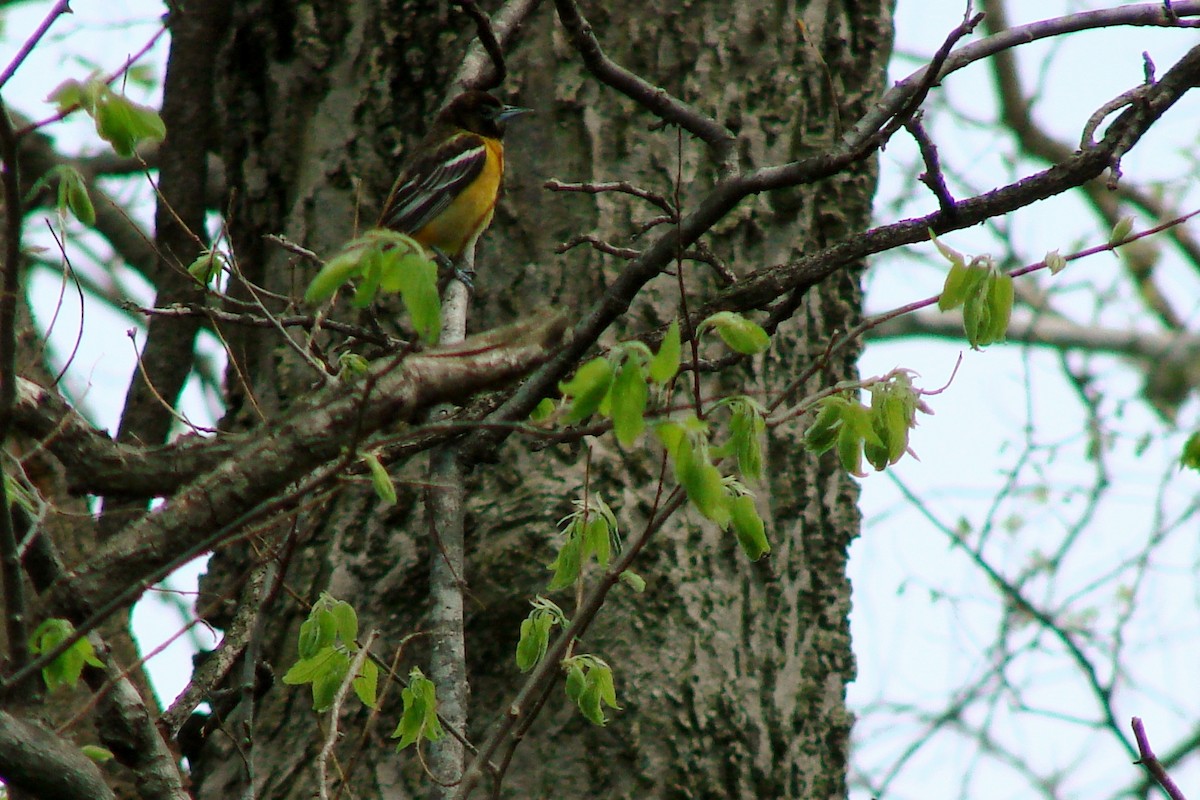 Baltimore Oriole - ML78271881