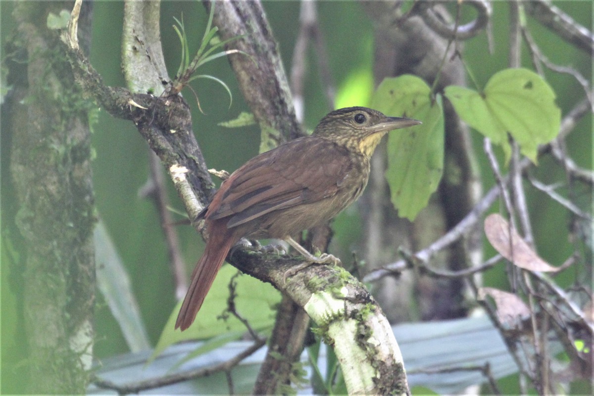 Western Woodhaunter - Charles Davies