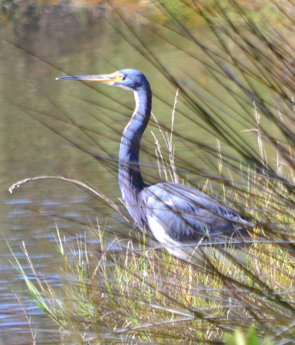 Tricolored Heron - ML78272531