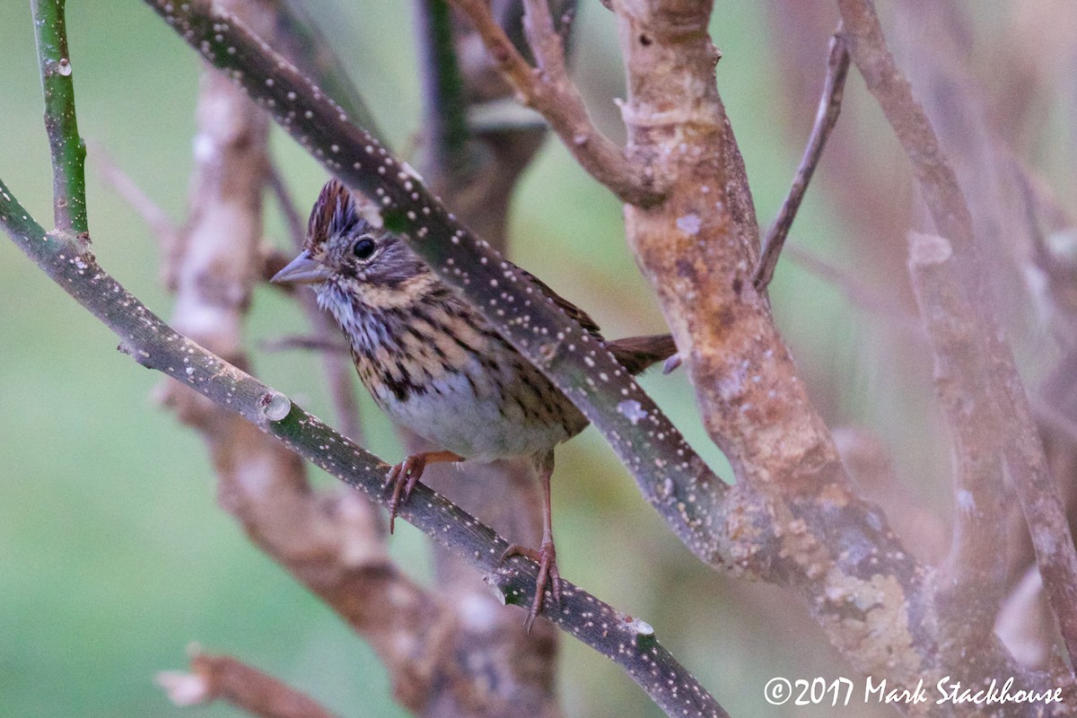 Lincoln's Sparrow - ML78272801