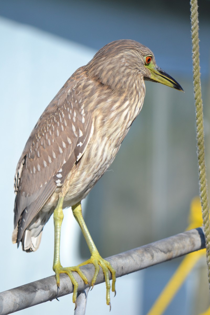 Black-crowned Night Heron - ML78273491