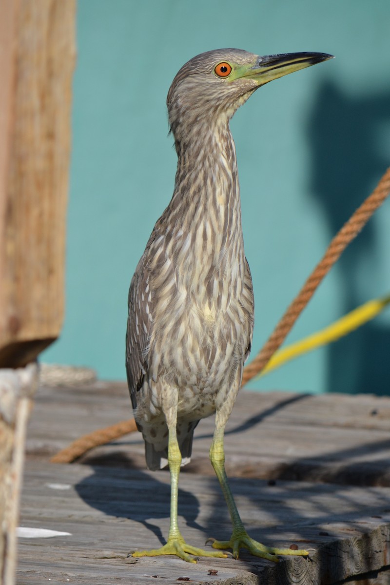 Black-crowned Night Heron - ML78273601