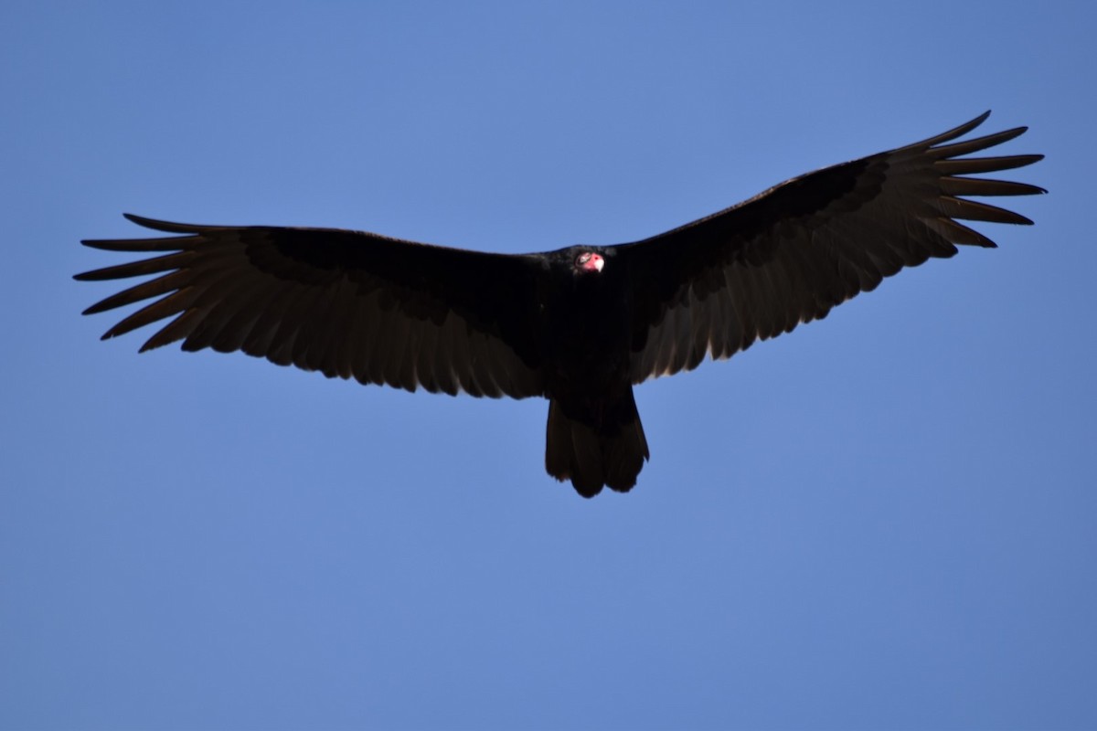 Turkey Vulture - ML78274601