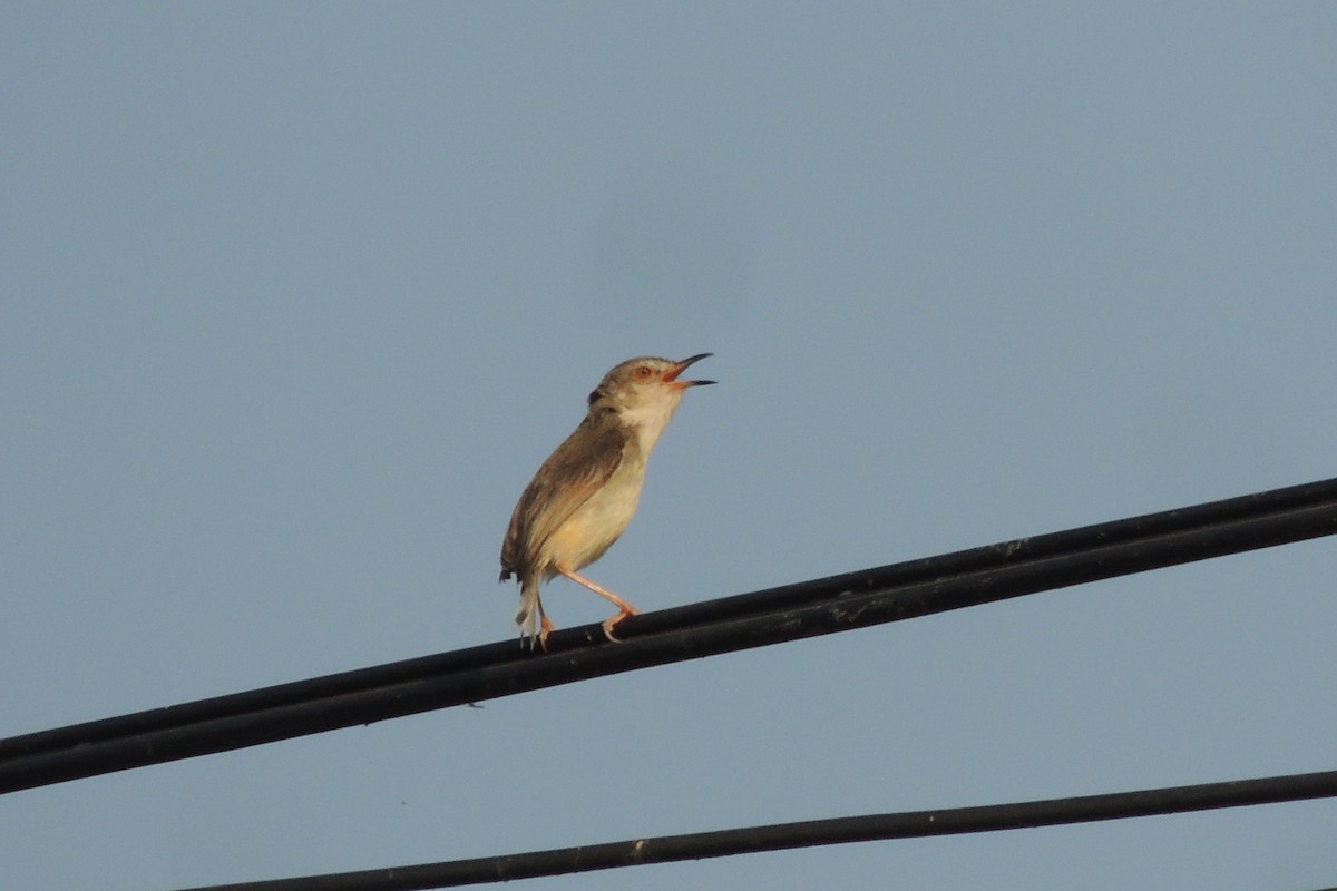 Plain Prinia - ML78277581