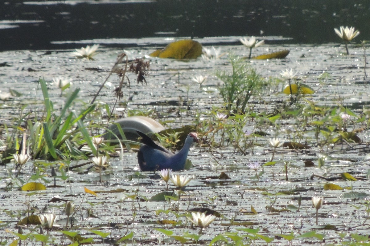 Gray-headed Swamphen - Scott Housten