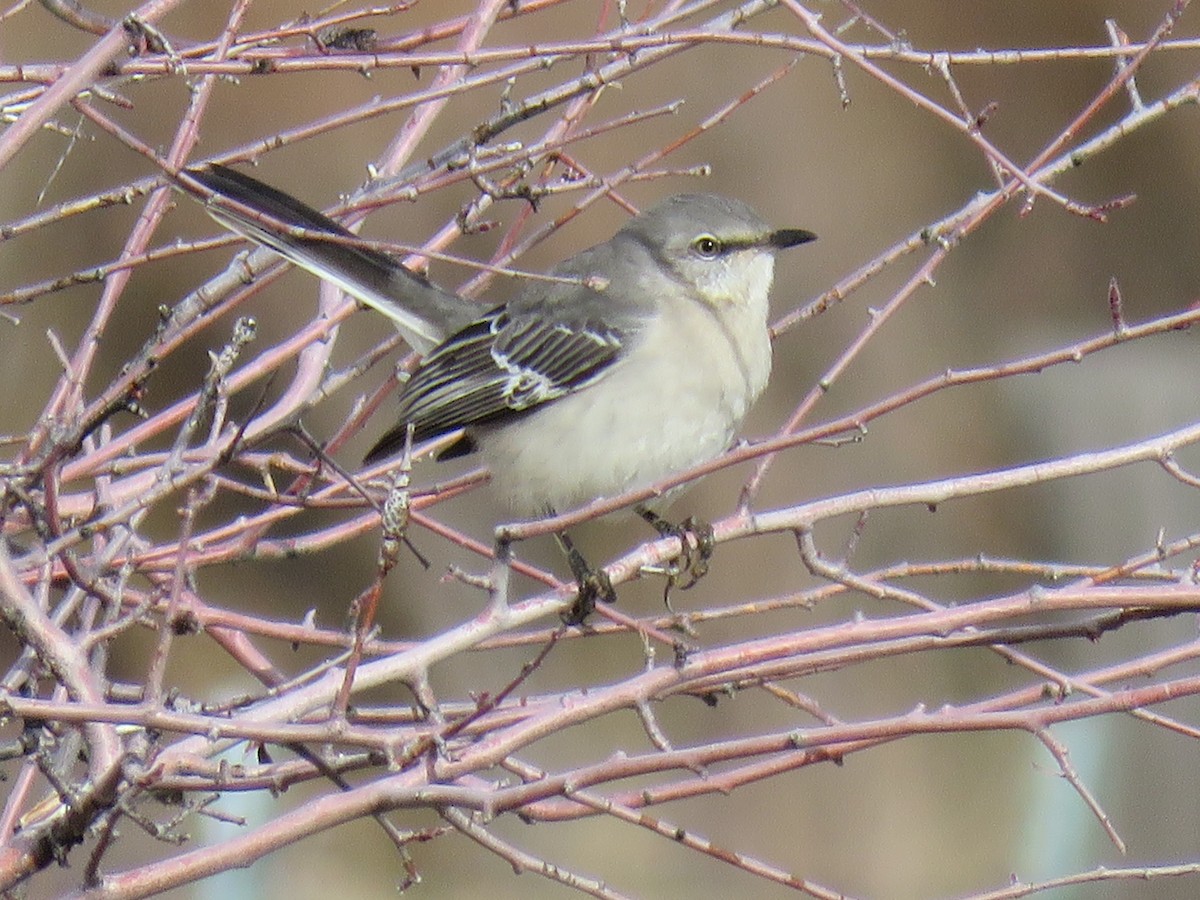 Northern Mockingbird - ML78278801