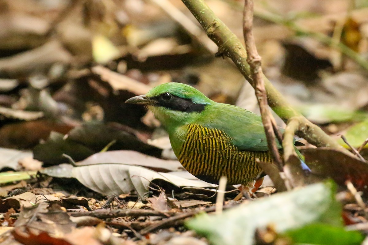 Bar-bellied Pitta - Tommy Pedersen