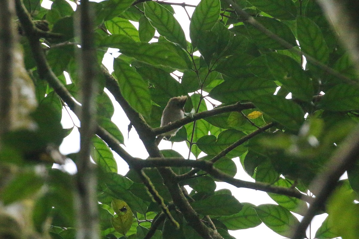 White-bellied Erpornis - Tommy Pedersen