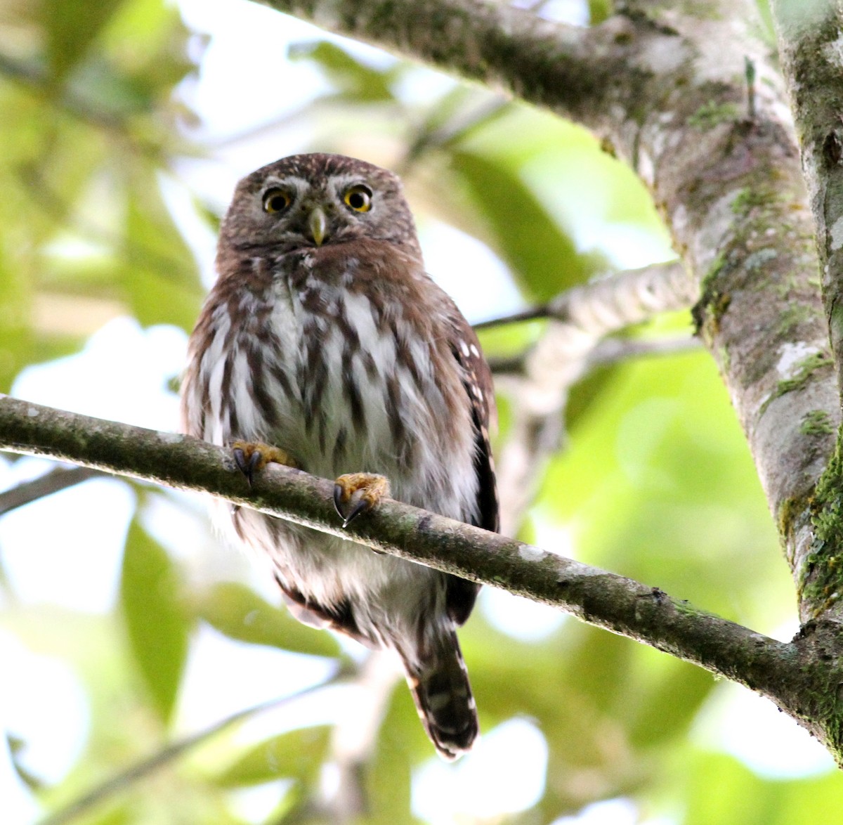 Ferruginous Pygmy-Owl - Georges Duriaux
