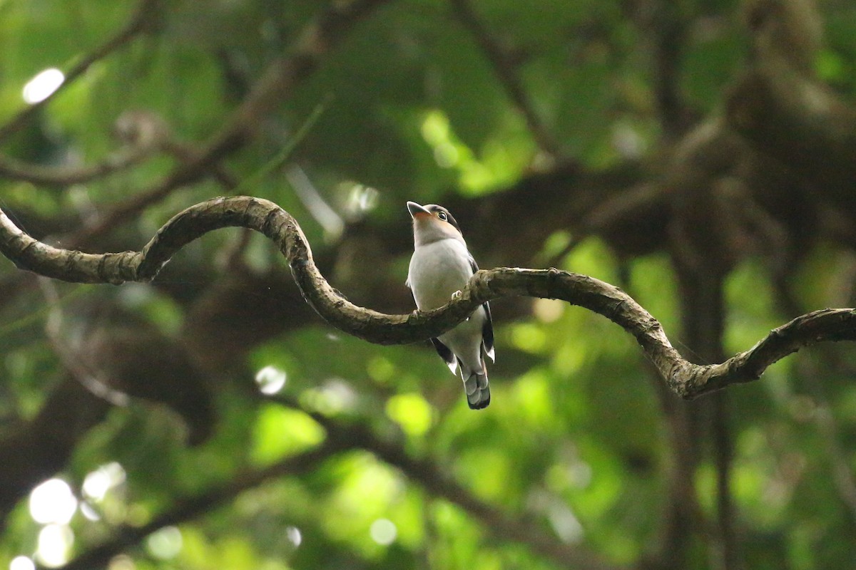 Silver-breasted Broadbill - Tommy Pedersen