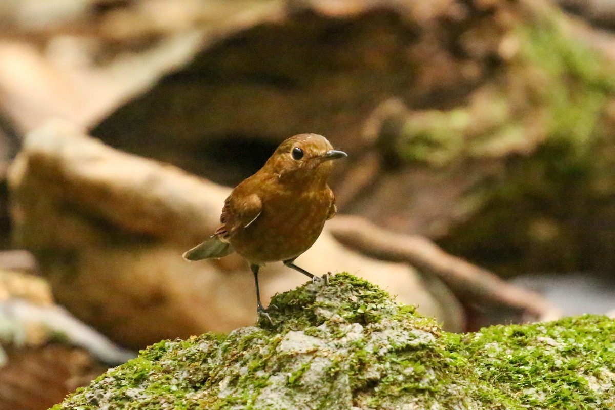 White-tailed Robin (White-tailed) - ML78281171