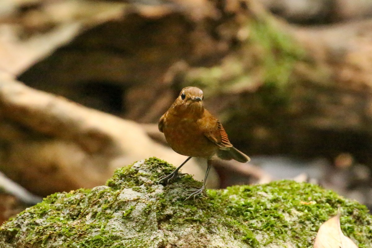 White-tailed Robin (White-tailed) - ML78281291