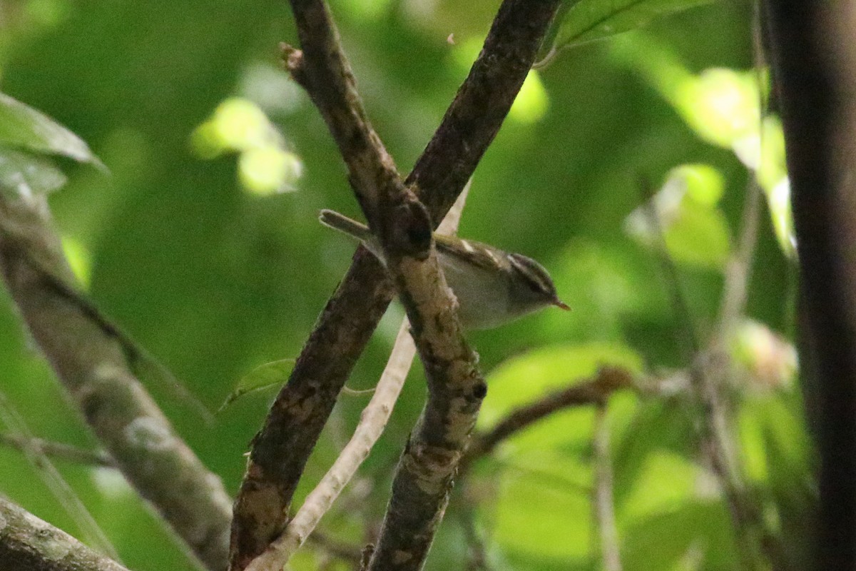 Claudia's Leaf Warbler - ML78281981