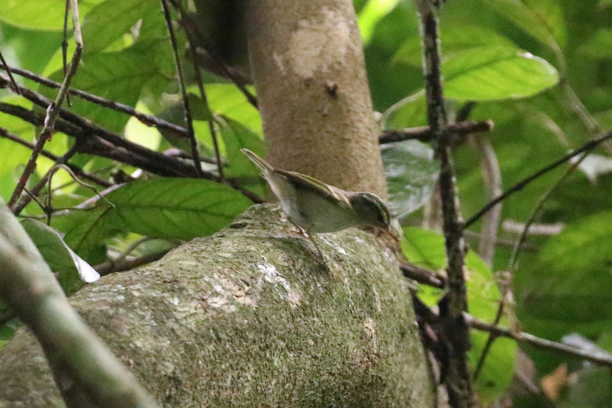 Claudia's Leaf Warbler - ML78282041