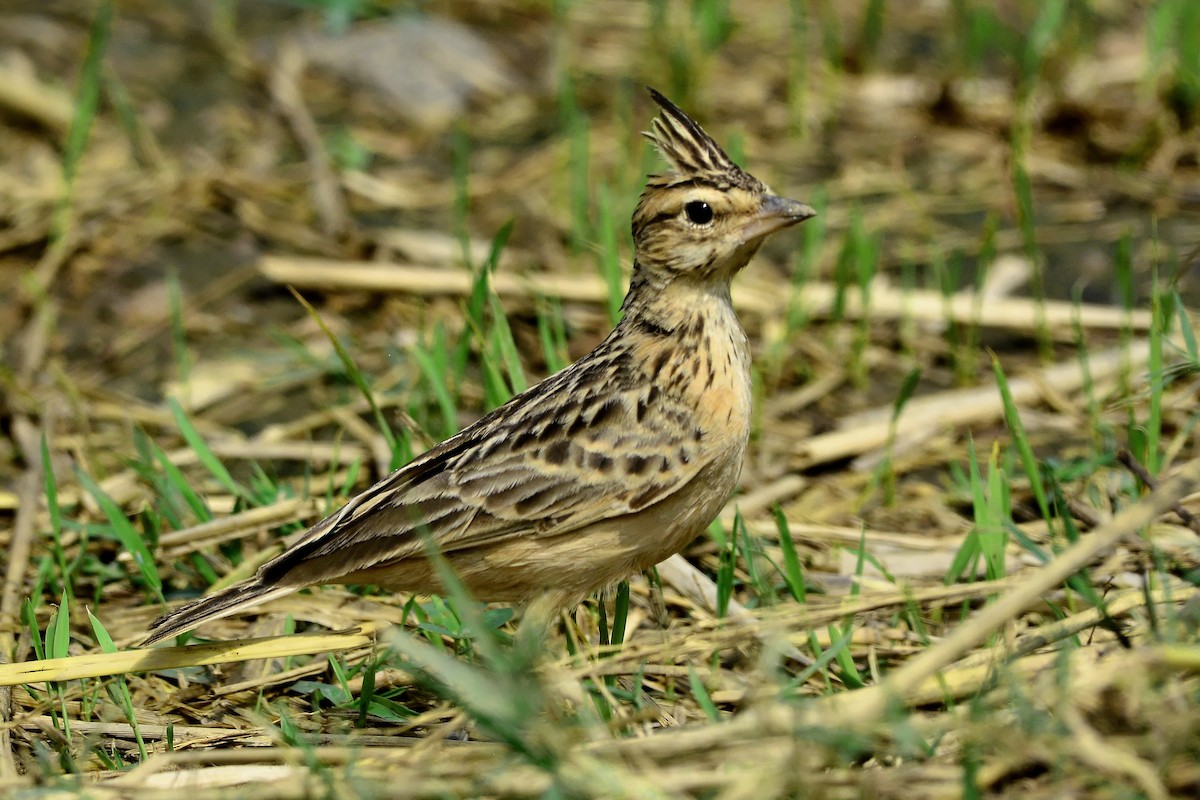 Tawny Lark - Harsha NR