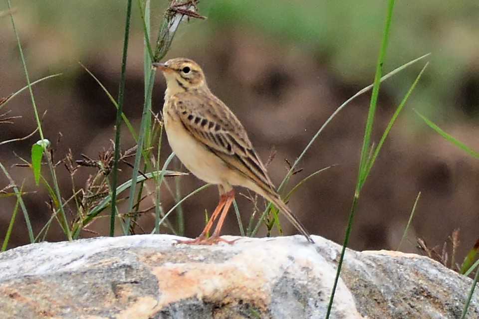 Tawny Pipit - ML78283081