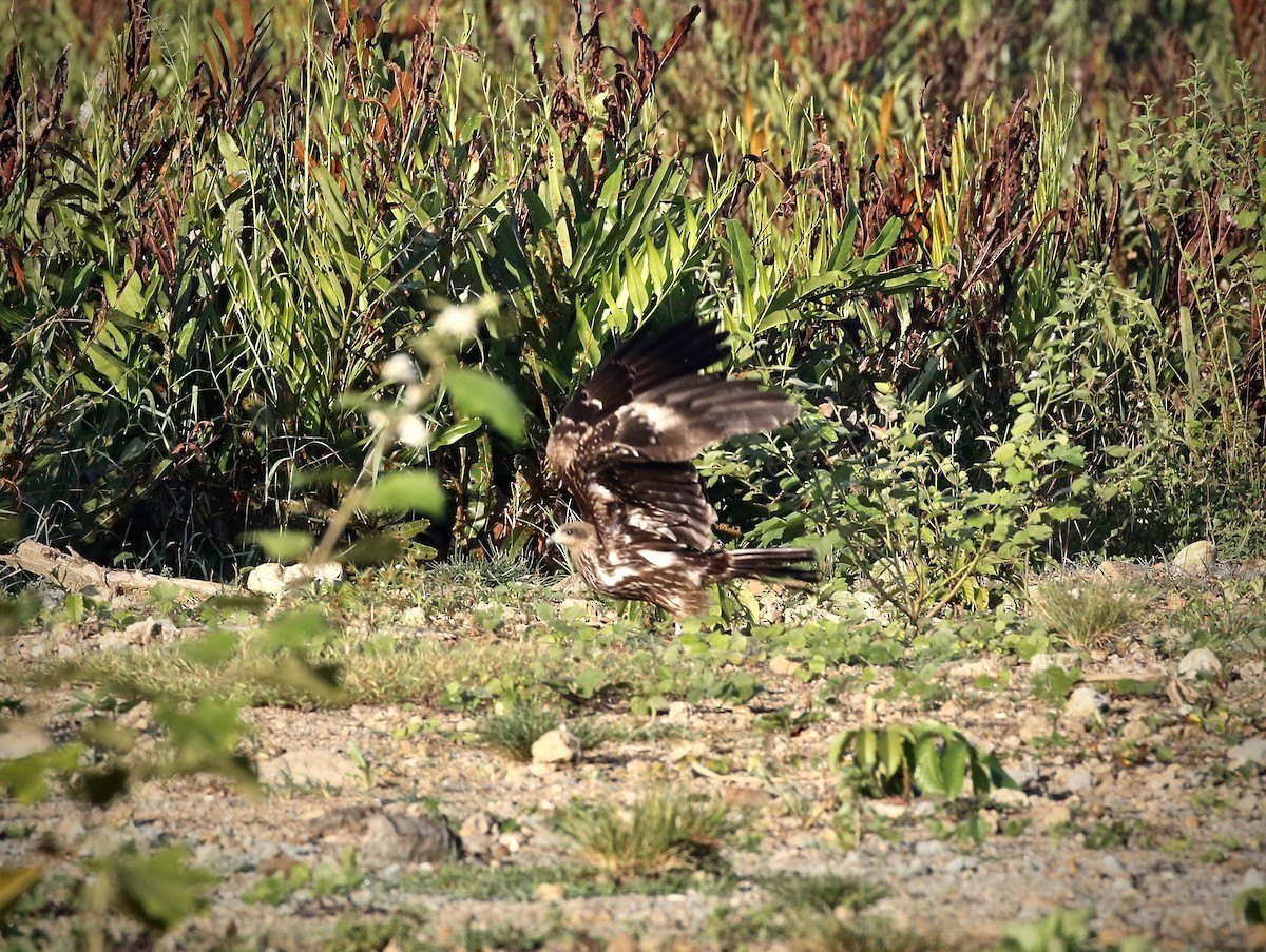 Black Kite (Black) - ML78283871