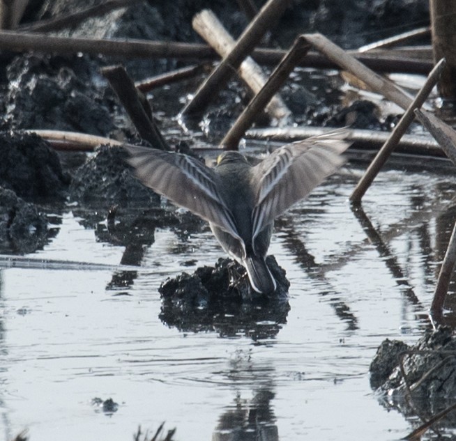 Citrine Wagtail - Maurice DeMille