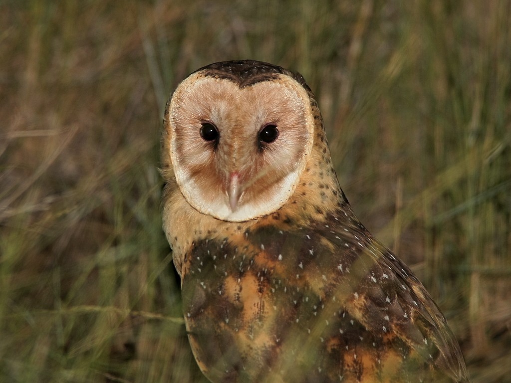 Australasian Grass-Owl - Ivor Preston