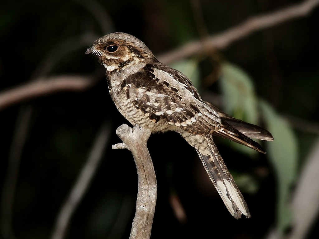 Large-tailed Nightjar - ML78285731