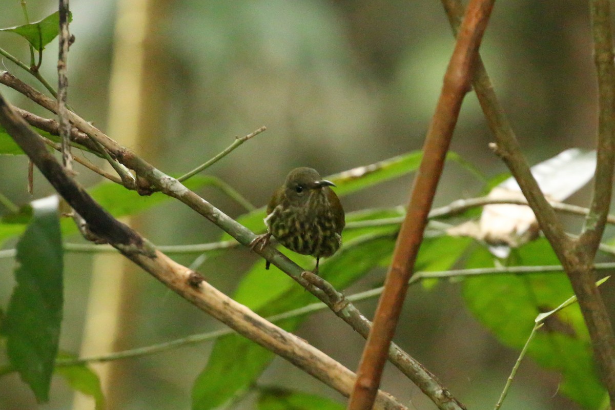 Purple-naped Spiderhunter - ML78287641