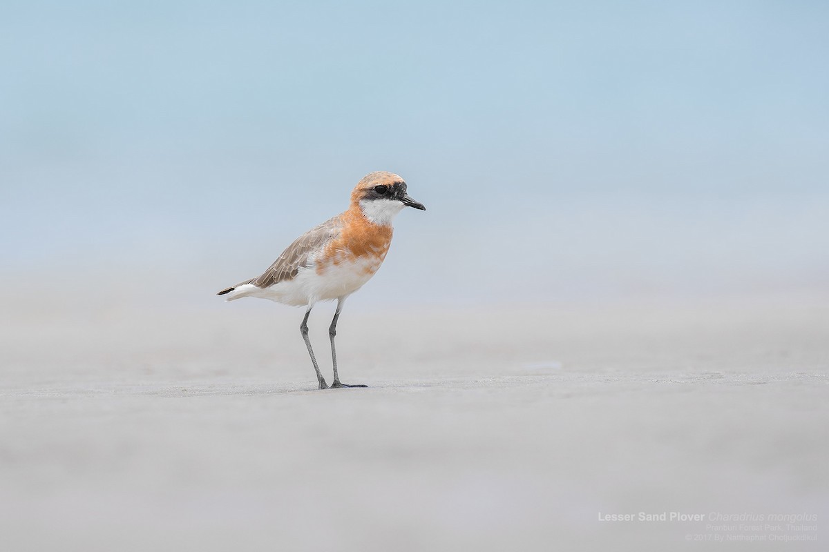 Tibetan Sand-Plover - ML78287671