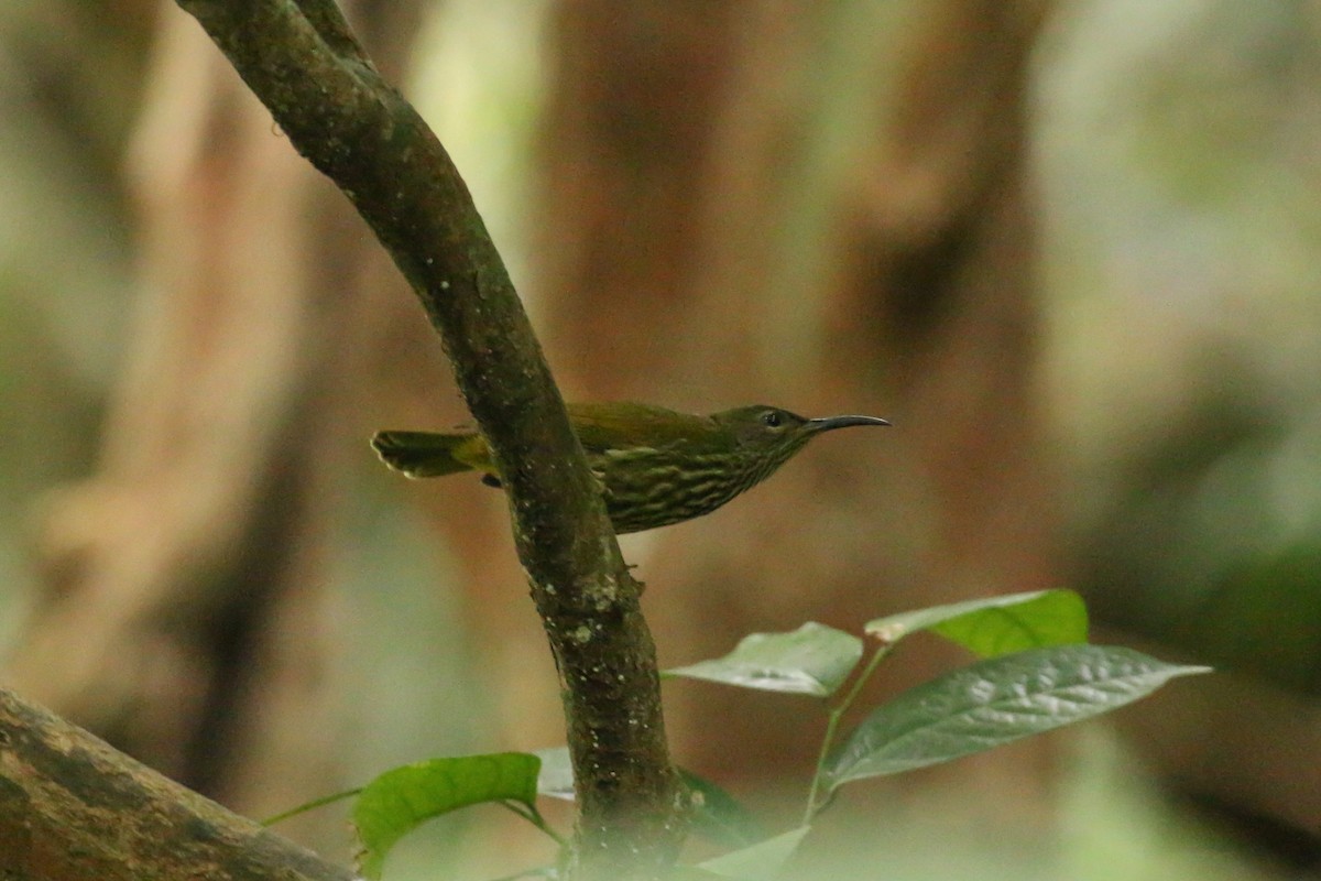 Purple-naped Spiderhunter - ML78287681