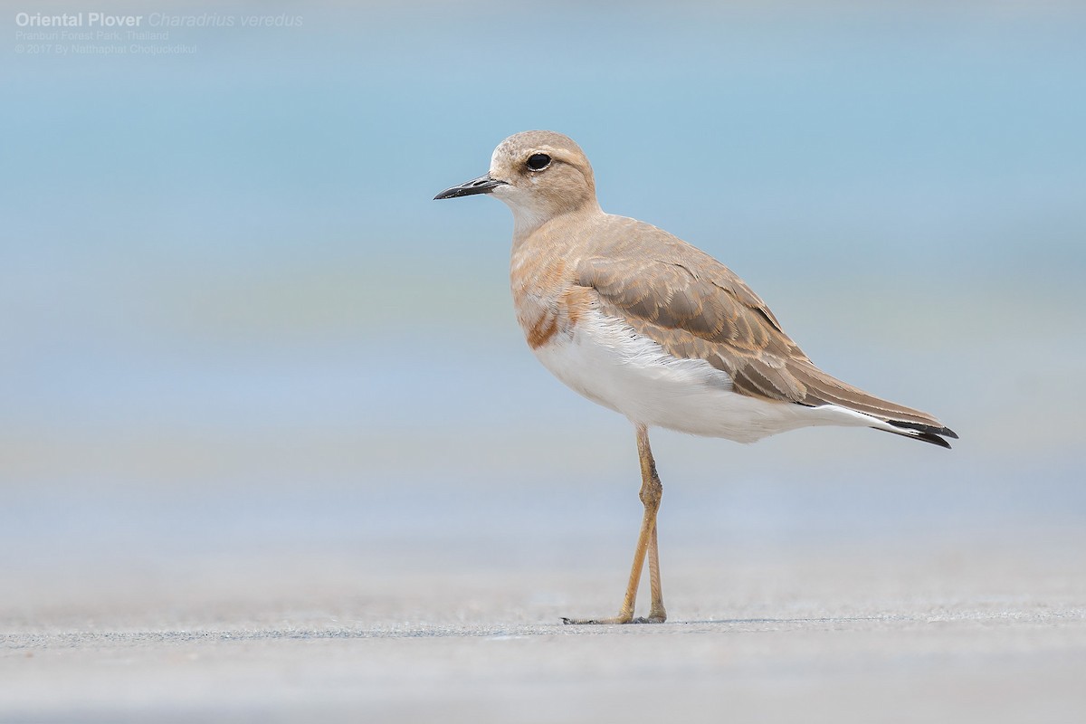 Oriental Plover - Natthaphat Chotjuckdikul