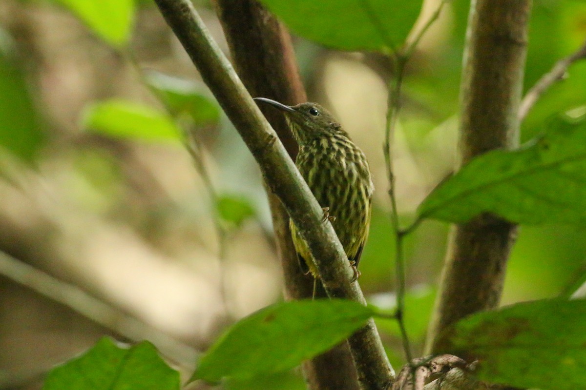 Purple-naped Spiderhunter - ML78287791