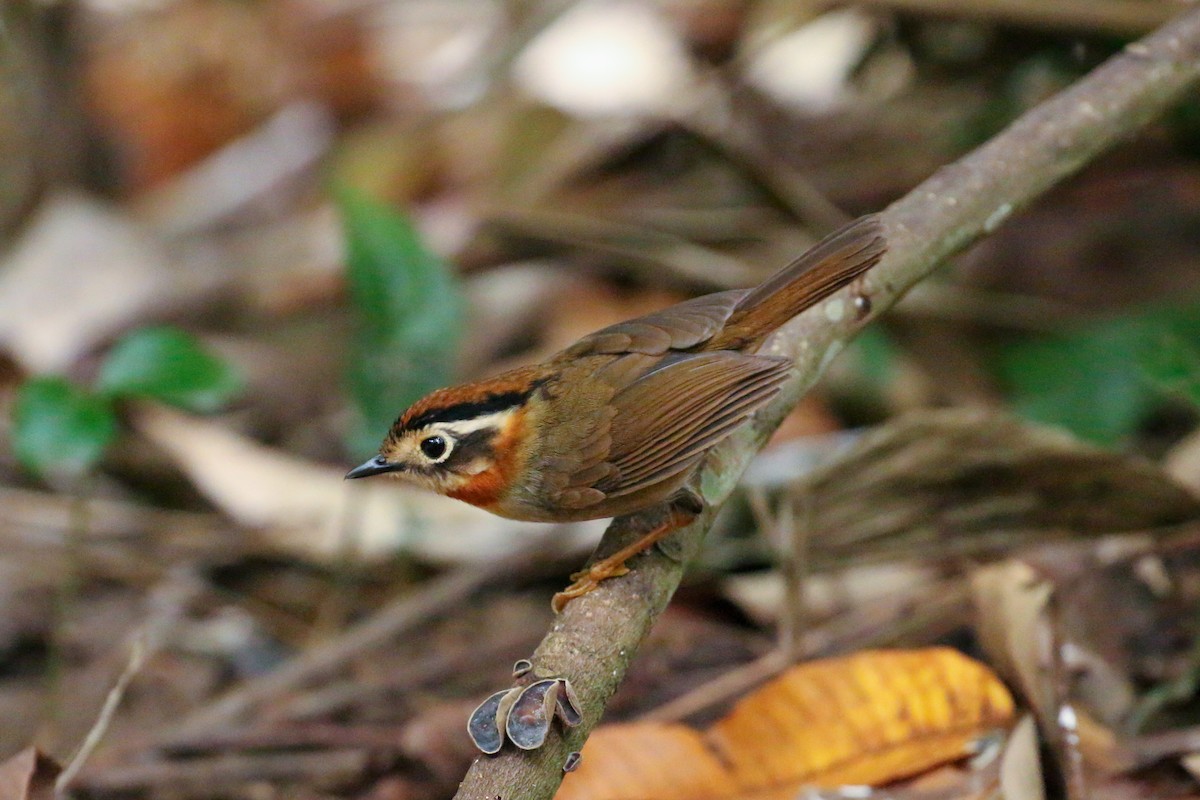 Rufous-throated Fulvetta - ML78288121