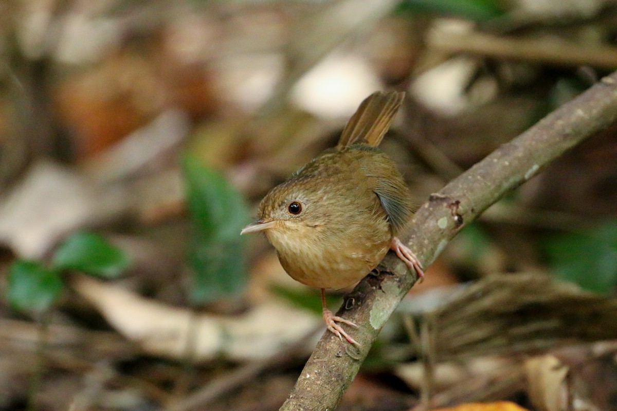 Buff-breasted Babbler - ML78288191