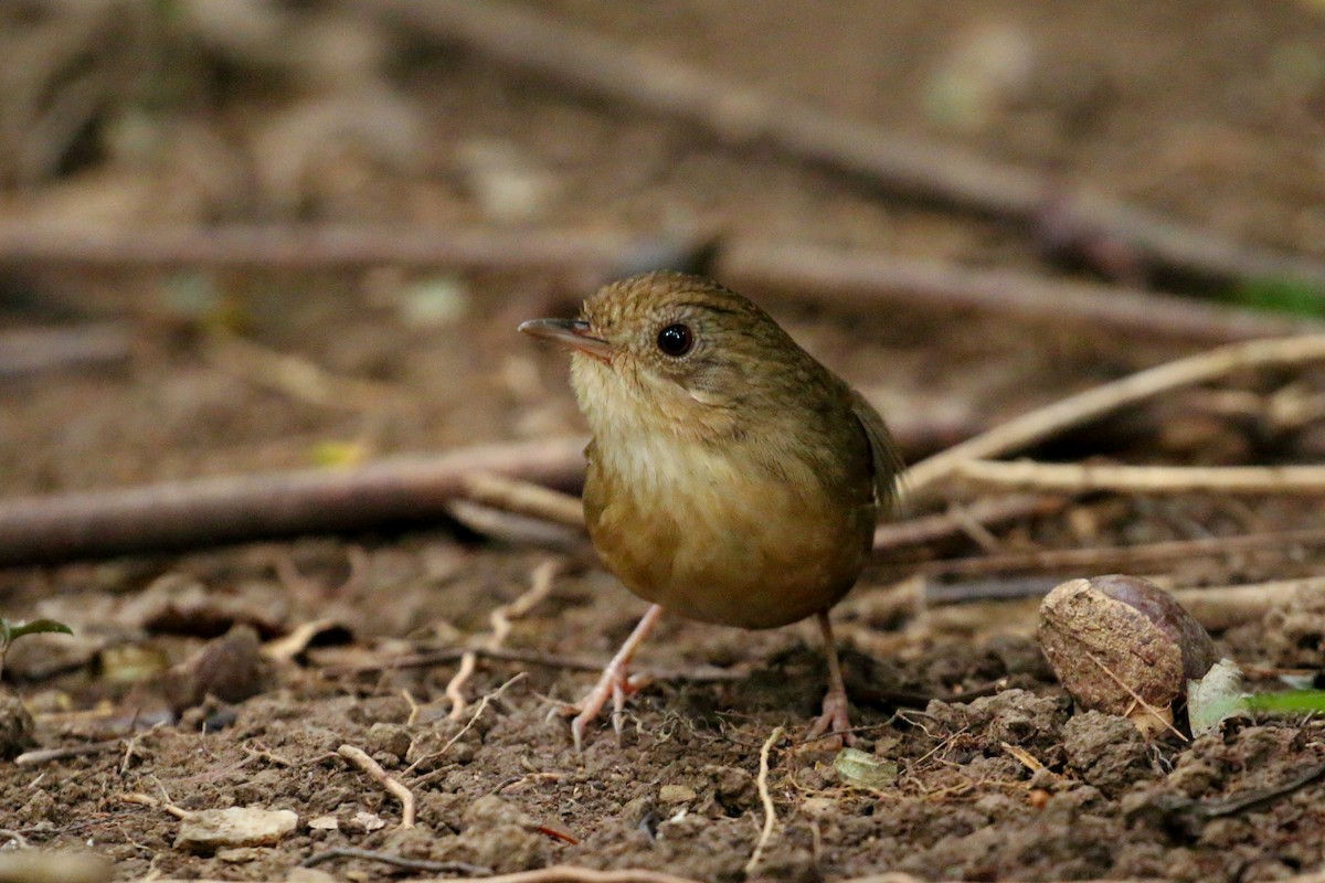 Buff-breasted Babbler - ML78288221