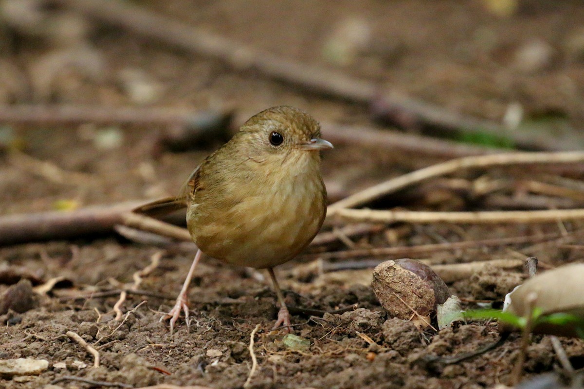 Buff-breasted Babbler - Tommy Pedersen