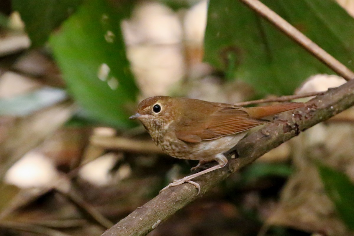 Rufous-tailed Robin - ML78288321