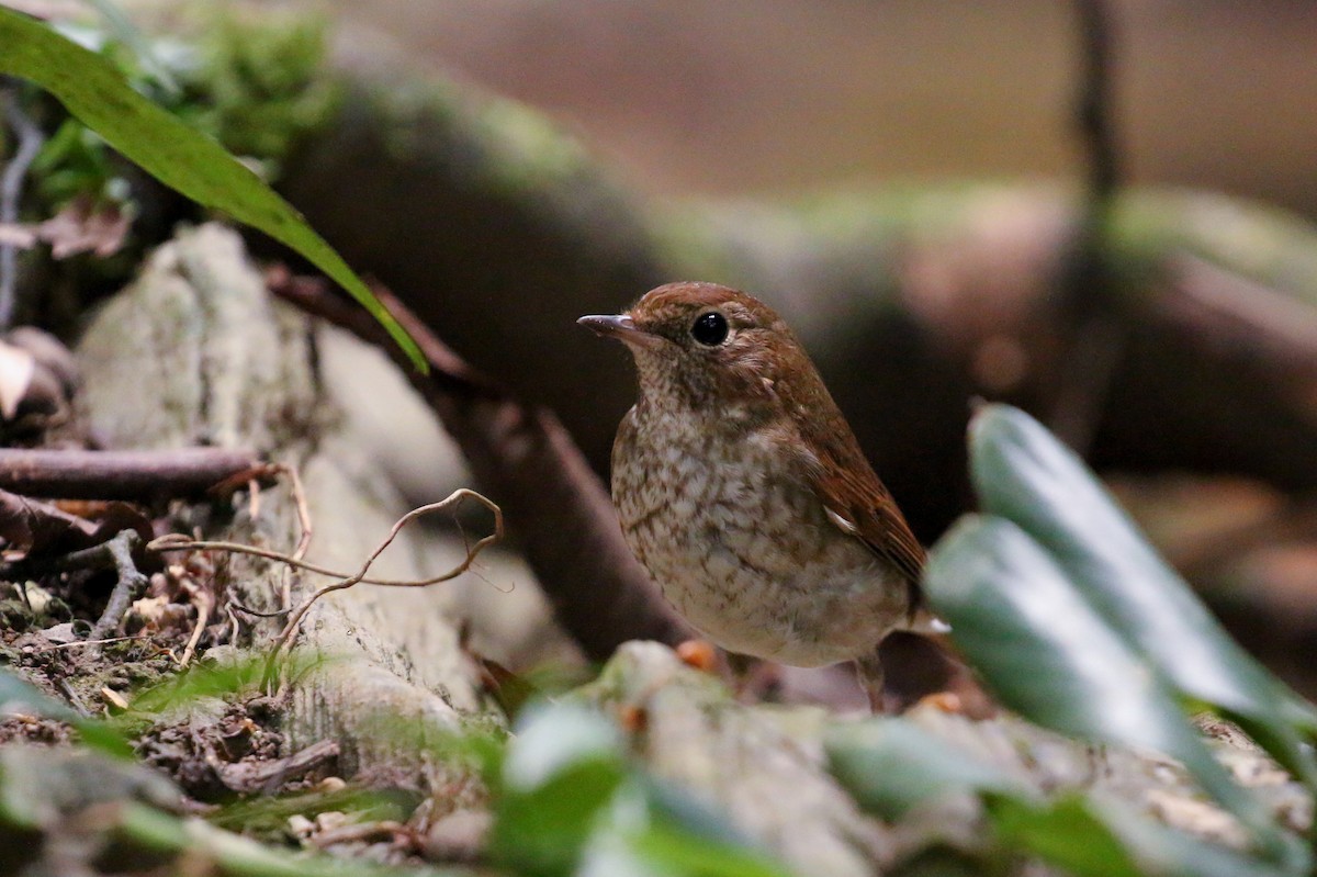 Rufous-tailed Robin - ML78288331