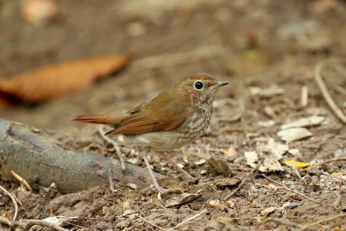 Rufous-tailed Robin - ML78288351