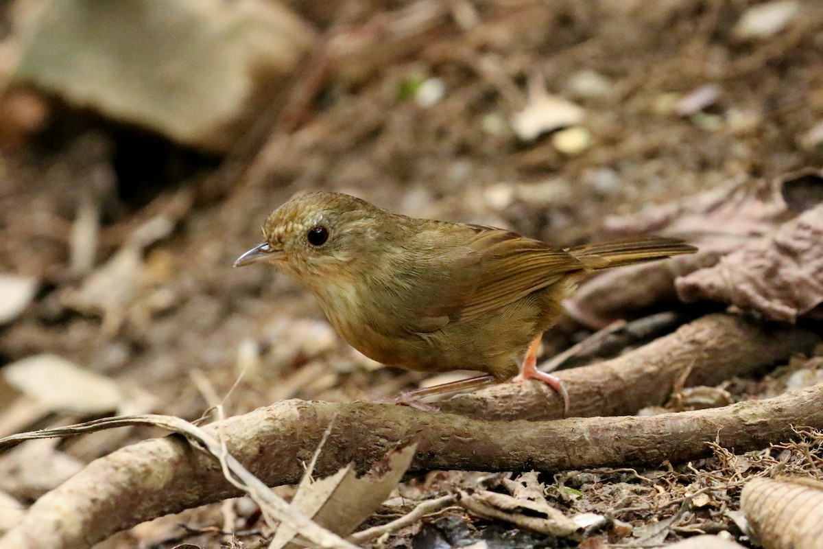 Buff-breasted Babbler - ML78288361