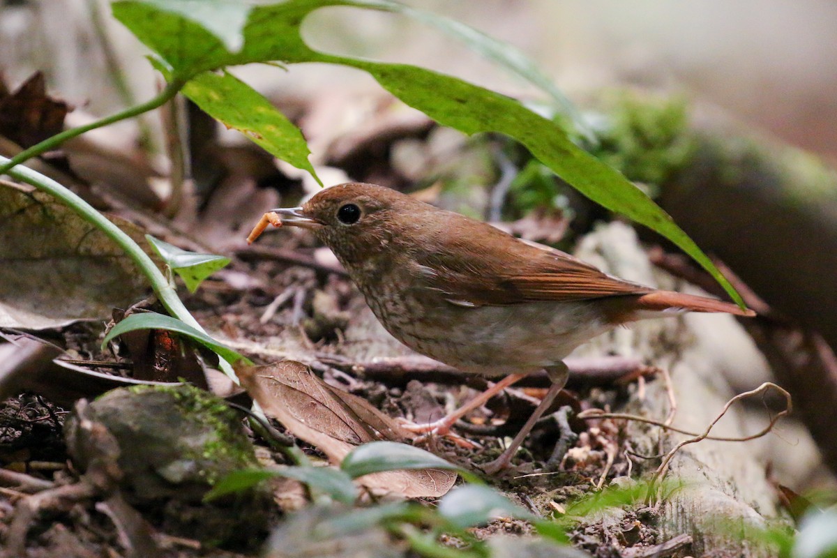 Rufous-tailed Robin - ML78288381